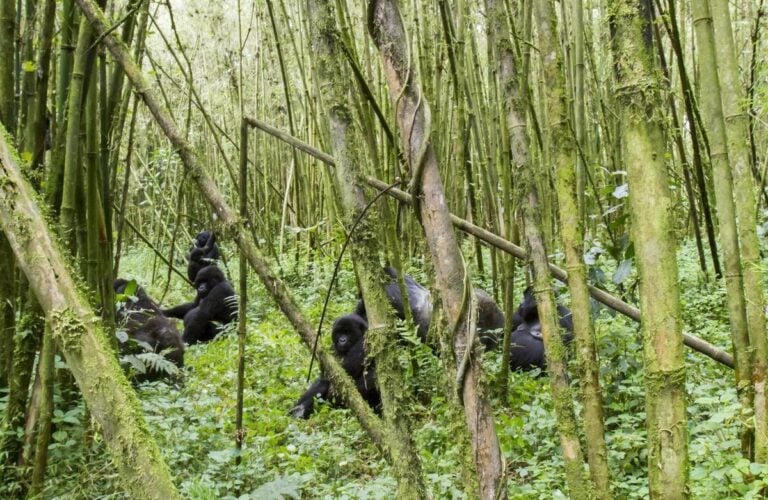 Group of mountain gorilla in bamboo forest