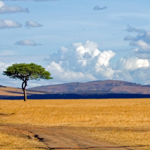 masai-mara-lanscape