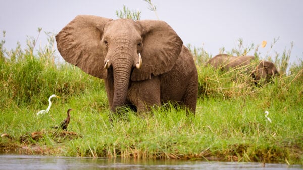 Lower Zambezi elephant, Zimbabwe, Africa