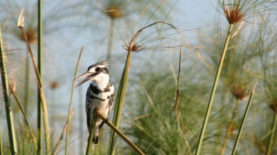 A bird perches on a reed in the middle of Botswana's Okavango Delta.